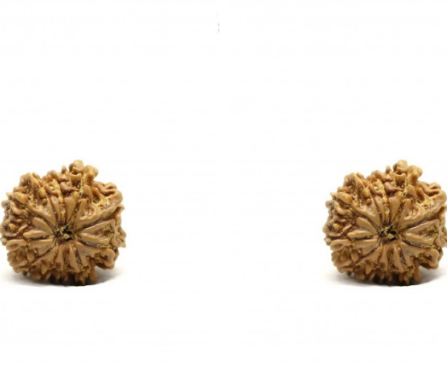 11 Mukhi Rudraksha